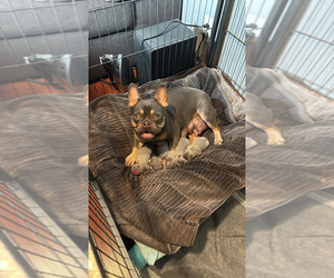 French Bulldog Puppy for Sale in MONTEBELLO, California USA
