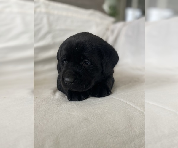 Medium Photo #19 Labrador Retriever Puppy For Sale in NEW HOLLAND, PA, USA