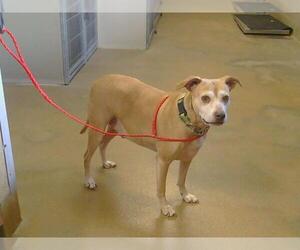 Medium American Pit Bull Terrier-Beagle Mix