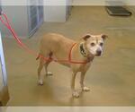 Small American Pit Bull Terrier-Beagle Mix