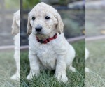 Small Photo #9 Goldendoodle Puppy For Sale in LAGUNA HILLS, CA, USA