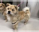 Small #1 Chow Chow
