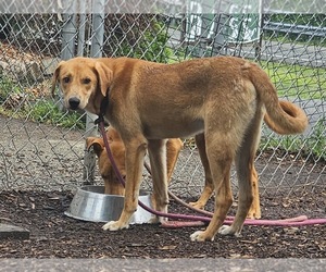 Rocky - Male Mutt Dog for Adoption - Photo #4