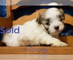 Small Photo #7 Mal-Shi Puppy For Sale in ATHENS, AL, USA