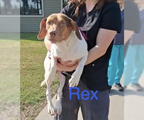 Medium Photo #1 Cheagle Puppy For Sale in Foristell, MO, USA