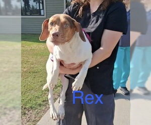 Cheagle Dogs for adoption in Foristell, MO, USA