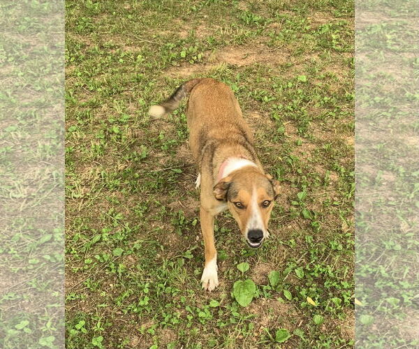 Medium Photo #3 Mutt Puppy For Sale in Harrison, AR, USA