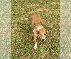 Fido - Female Mutt Dog for Adoption - Photo #3