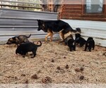 Small Photo #8 German Shepherd Dog Puppy For Sale in LIVERMORE, CO, USA