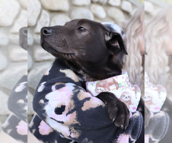 Medium Photo #11 Labrador Retriever-Unknown Mix Puppy For Sale in Dana Point, CA, USA