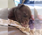 Small #2 Labrador Retriever Mix