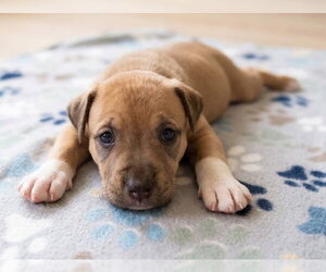 Boxador Dogs for adoption in Grovertown, IN, USA