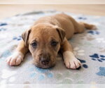 Jolly - Female Boxador Dog for Adoption - Small photo