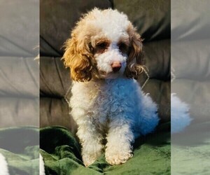 Poodle (Miniature) Puppy for sale in COMMERCE CITY, CO, USA