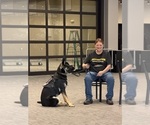 Small #5 German Shepherd Dog