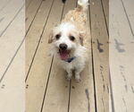 Small Mutt