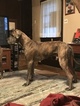 Small Photo #2 Great Dane Puppy For Sale in WEIRTON, WV, USA