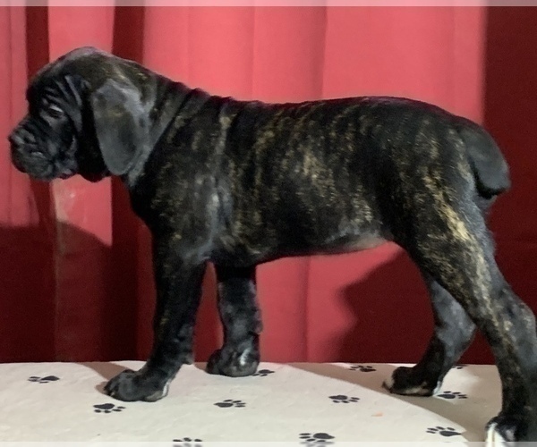 Medium Photo #68 Cane Corso Puppy For Sale in COTTAGE GROVE, OR, USA