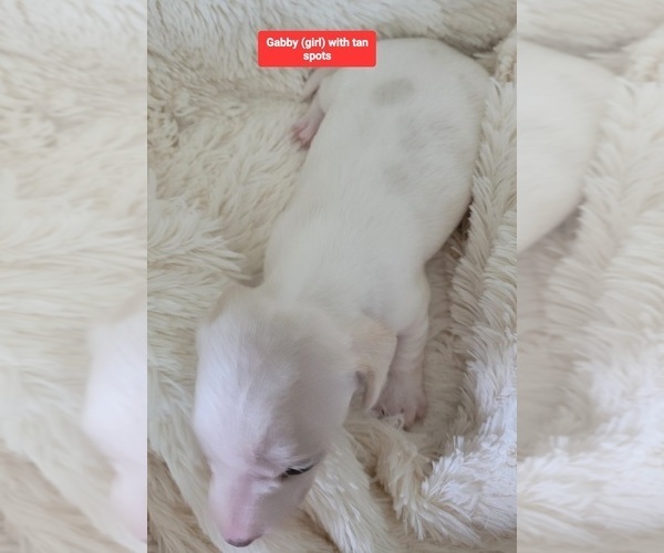 Medium Photo #3 Dachshund Puppy For Sale in SALISBURY, NC, USA