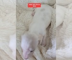 Small #2 Dachshund