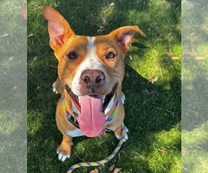 Oriole - Male American Staffordshire Terrier-Labrador Retriever Mix Dog for Adoption - Photo #2