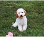 Small #4 Cavapoo (Miniature)