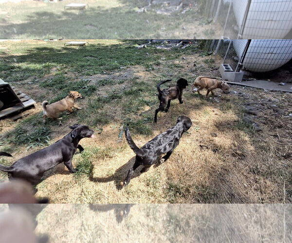 Medium Photo #15 Collie-Labrador Retriever Mix Puppy For Sale in Sebec, ME, USA
