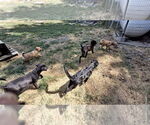 Small Photo #15 Collie-Labrador Retriever Mix Puppy For Sale in Sebec, ME, USA