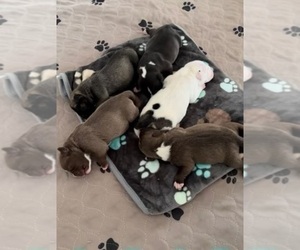 American Bully Puppy for sale in RALEIGH, NC, USA