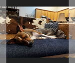 Small #12 American Pit Bull Terrier Mix