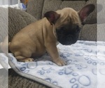 Small Photo #10 French Bulldog Puppy For Sale in DEXTER, MO, USA