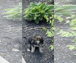 Small Photo #25 German Shepherd Dog Puppy For Sale in HEDGESVILLE, WV, USA