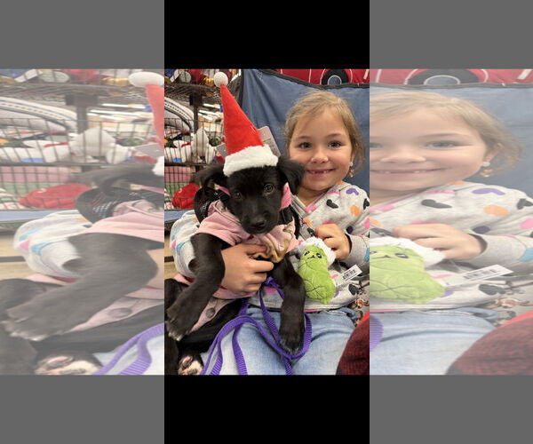 Medium Photo #1 Colonial Cocker Spaniel Puppy For Sale in NYC, NY, USA