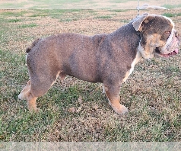 Medium Photo #1 English Bulldog Puppy For Sale in WAMEGO, KS, USA