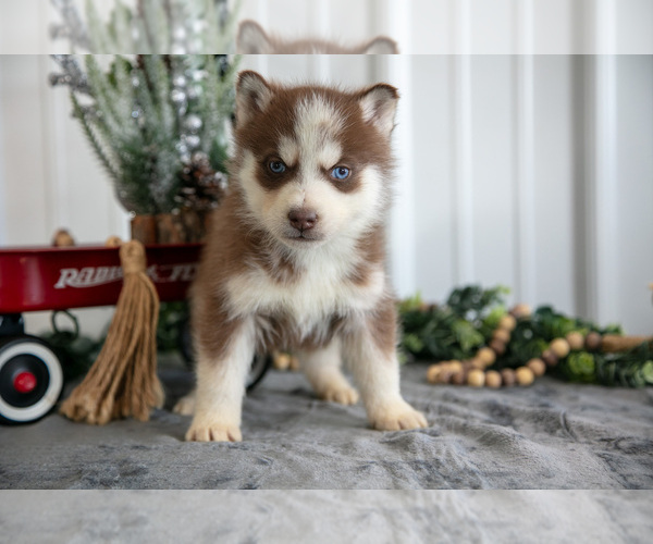 Medium Photo #3 Siberian Husky Puppy For Sale in SHREVE, OH, USA