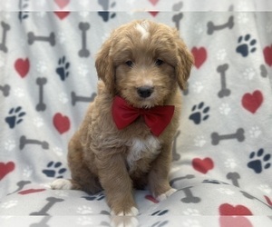 Goldendoodle Puppy for sale in LAKELAND, FL, USA