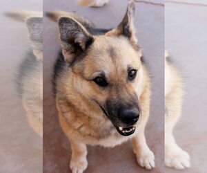 Sadie - Female German Shepherd Dog-Unknown Mix Dog for Adoption - Photo #4