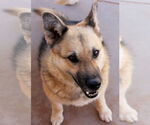 Small Photo #4 German Shepherd Dog-Unknown Mix Puppy For Sale in Cedar Crest, NM, USA