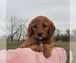 Small Photo #3 Irish Doodle Puppy For Sale in GREENCASTLE, PA, USA