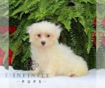 Small #2 Maltese