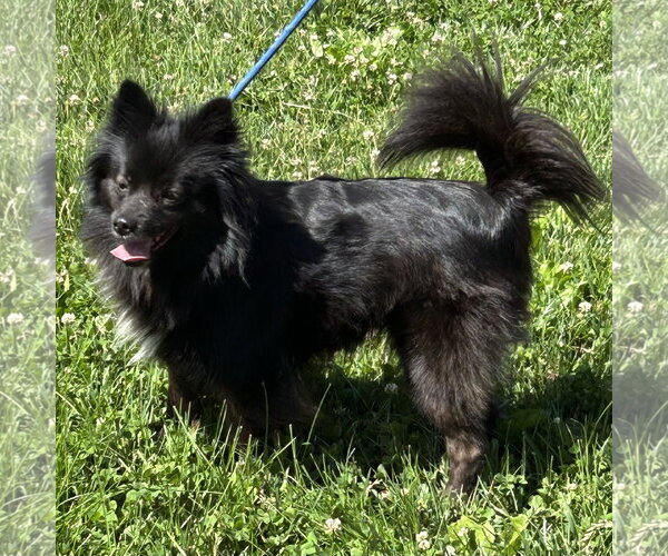 Medium Photo #2 Schip-a-Pom Puppy For Sale in Batavia, OH, USA