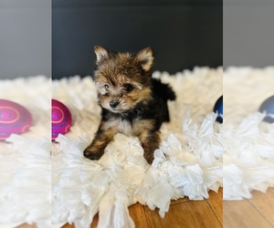 Morkie Puppy for Sale in CROSSVILLE, Tennessee USA