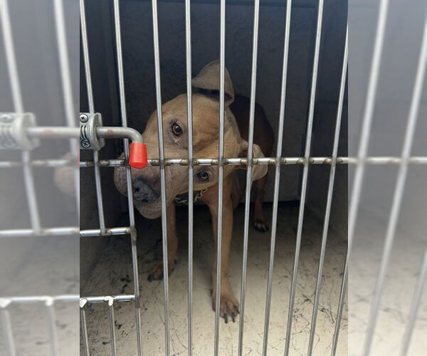 Medium Photo #1 Mutt Puppy For Sale in Louisville, KY, USA