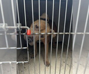 Mutt Dogs for adoption in Louisville, KY, USA