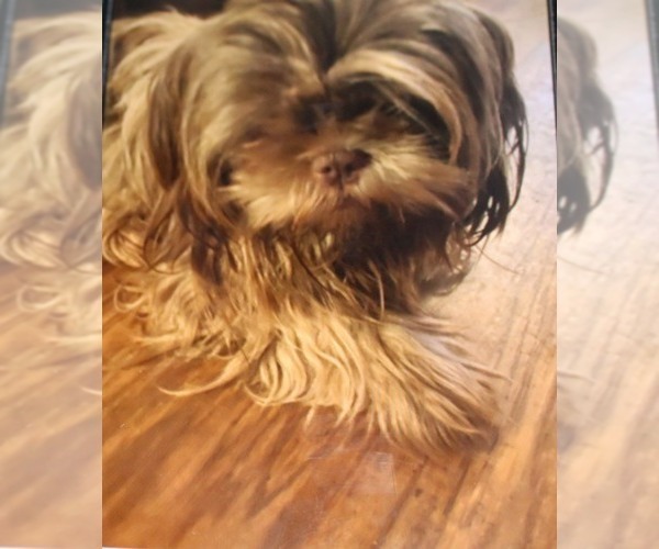 Medium Photo #1 Shih Tzu Puppy For Sale in THAYER, KS, USA