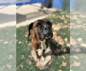 Boxer Dogs for adoption in Chula Vista, CA, USA