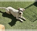 Small #1 Mutt