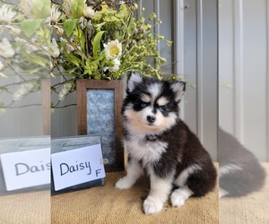 Pomsky Puppy for sale in BELLEVUE, IA, USA
