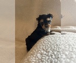Small #2 Yorkshire Terrier