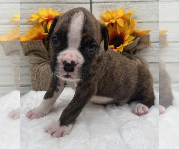 Medium Photo #11 Boxer Puppy For Sale in PAWNEE CITY, NE, USA